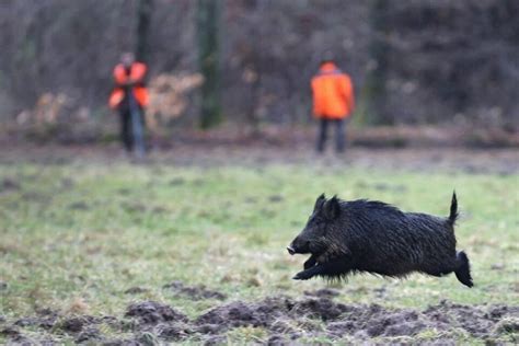 Balles Perdues Lors Dune Battue Au Sanglier à Lisieux Permis De