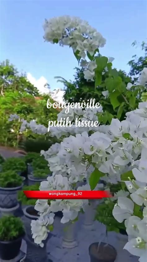 Bougenville Putih Tissue YouTube