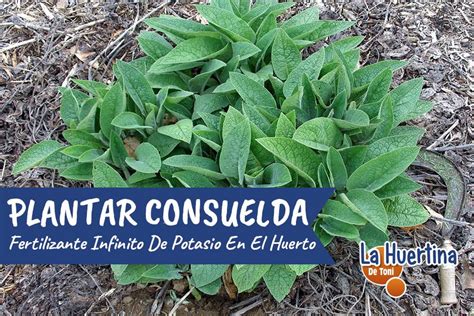 Consuelda Una Planta Fertilizante