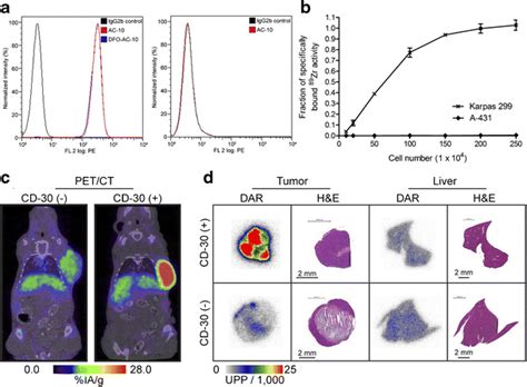 Pet Imaging Of Zr Dfo Ac In Cd Expression In Xenograft Mice A