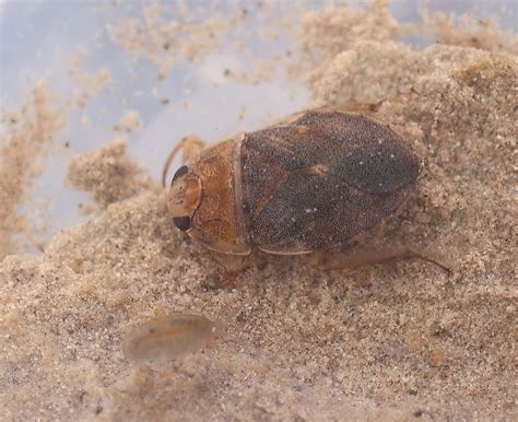 Nevares Spring Naucorid Bug From Furnace Creek Ca 92328 Usa On