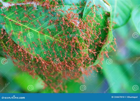 Red Ants Nest | Wallpapers Gallery