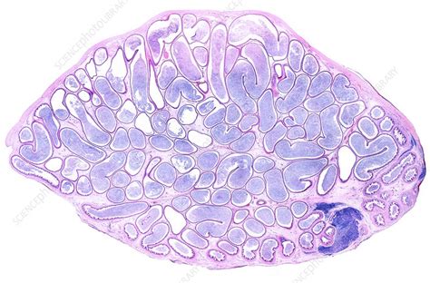 Epididymis Light Micrograph Stock Image C050 6262 Science Photo