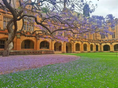 Jacarandatreeuniversityofsydneyquadrangle Min Worldstrides