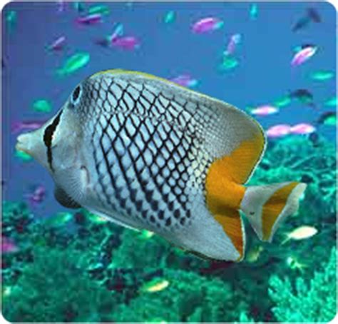 Pearlscale Butterflyfish, Crowned Pearlscaled Butterflyfish - Chaetodon ...