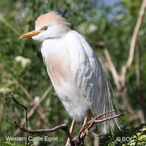 Western Cattle Egret | Birds of Cuba | Cuban Birds