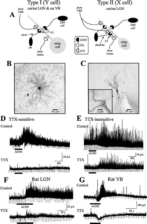 Control Of Dendritic Outputs Of Inhibitory Interneurons In The Lateral