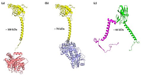 Ijms Free Full Text Assembly Of The Multi Subunit Cytochrome Bc