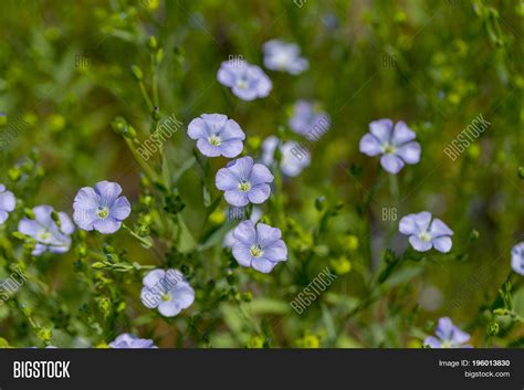 Flax Blooms Green Image And Photo Free Trial Bigstock