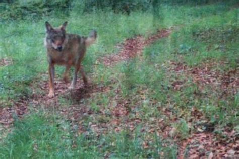 Neuvième attaque du loup à Soncourt dans les Vosges