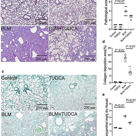 TUDCA Attenuates BLM Induced Histological Damage And Collagen