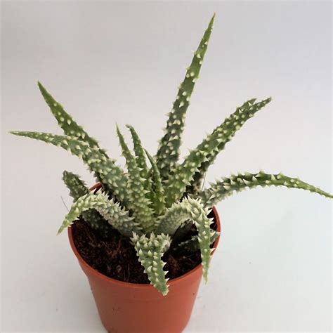 Aloe Humilis X Pratensis Suculandia