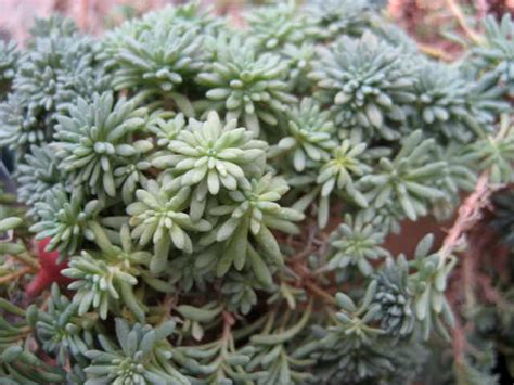 Sedum hispanicum 'Blue Carpet'