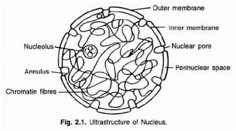 Nucleus diagram? - EduRev Class 9 Question