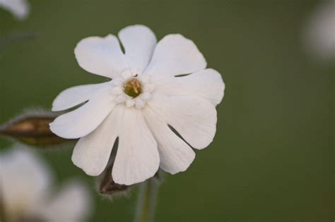 White Campion Silene Latifolia Subsp Alba Kussentjesmos