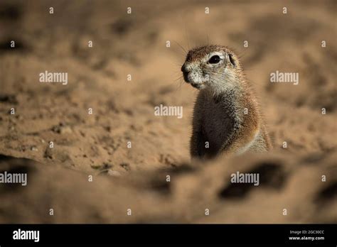 Ground Squirrel Xerus Inauris Kgalagadi Transfrontier Park South