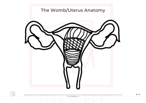 The Wombuterus Anatomy Worksheet Pdf