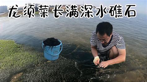 二哥赶海发现龙须菜，岩石表面长满了不少发菜，必须得挖一桶回去 Youtube