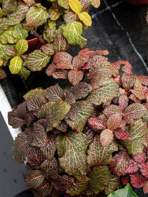 Fittonia 'Pink Star' Moziekplantje