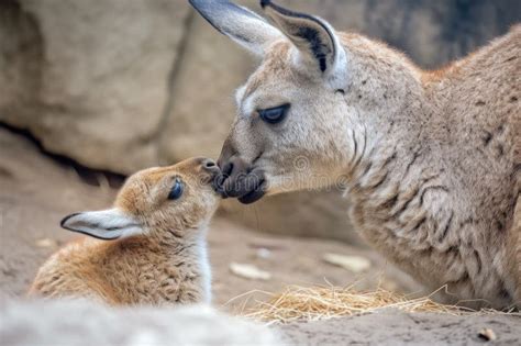 Kangaroo Mother With Her Joey Peeking Out Of The Pouch Looking Curious And Playful Stock