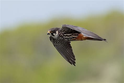 Stephen Burch's Birding & Dragonfly Website - Hobby