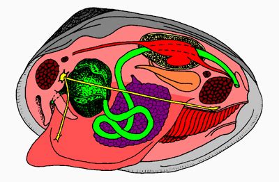 The Internal Features Of A Bivalve Clam Left Valve Bivalvia An