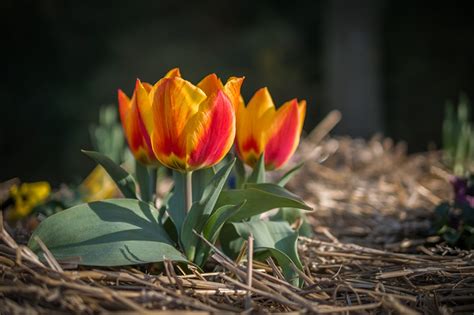 Bilder von Tulpen Frühling Blumen hautnah