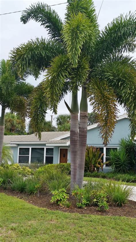 Wodyetia Bifurcata The Foxtail Palm This Is A Lovely Australian Palm