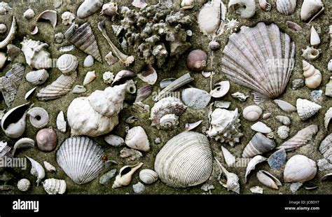 Seashells In Concrete Stock Photo Alamy