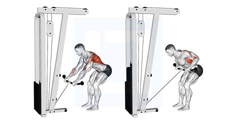 Cable Bent Over Row - Guide, Benefits, and Form