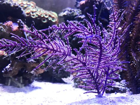 Purple Gorgonian Soft Coral For Sale Get Gorgonians For Reef Tank