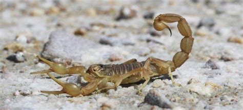 Cuál es el proceso de reproducción de los alacranes