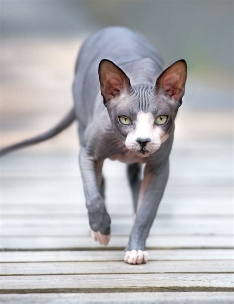 Gray Cat Breeds - 15 Blue Cats That You'll Fall In Love With