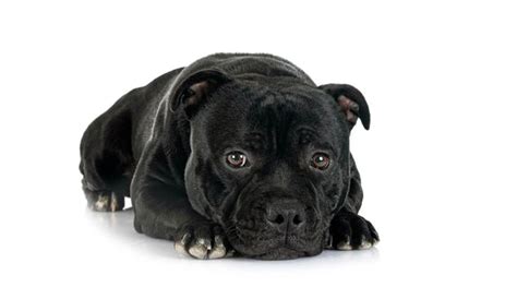 Black Pitbull; The Ultimate Care Guide Of This Breed