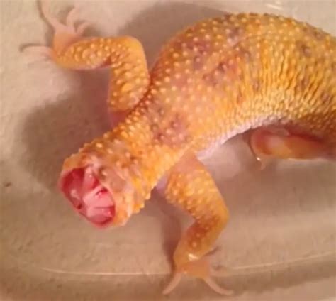 List Wallpaper Why Do Leopard Geckos Lick Their Eyes Sharp