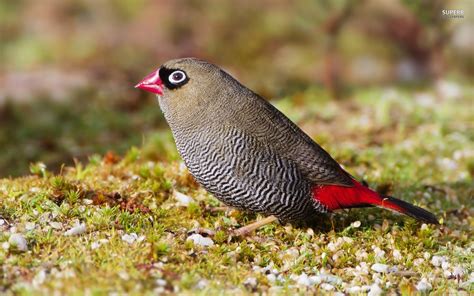 finch, Bird, Finches, 6 Wallpapers HD / Desktop and Mobile Backgrounds