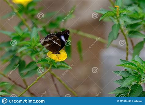 Borboleta Empoleirada Numa Flor Amarela Imagem De Stock Imagem De