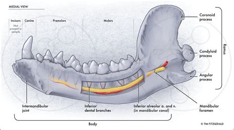 Mandibular Foramen Nerve