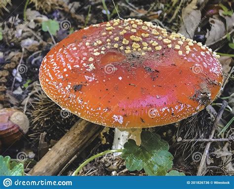 Closeup Of Amanita Muscaria Mushroom In The Forest Of Hinojosa De San