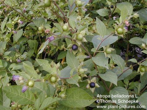 Belladonnae Folium