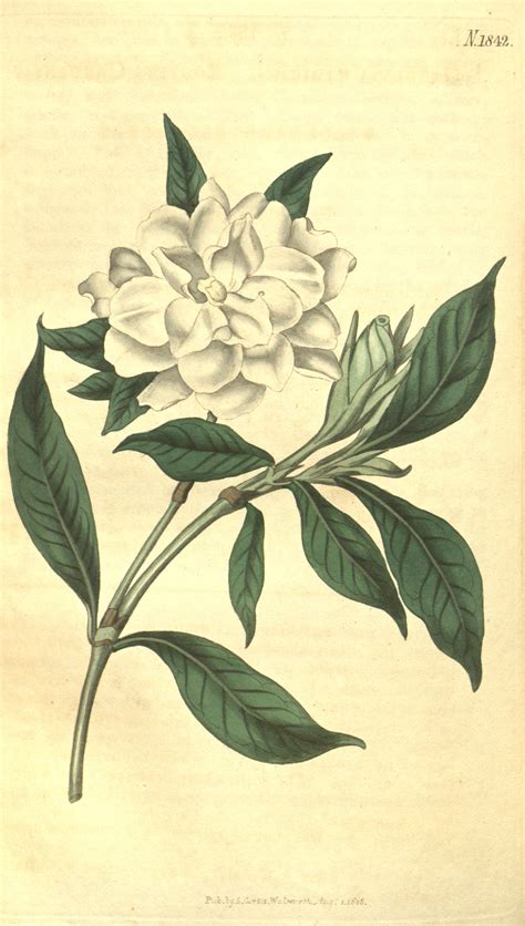 Gardenia Flower Drawing at PaintingValley.com | Explore collection of ...