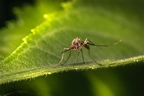 Naturalne Sposoby Na Komary