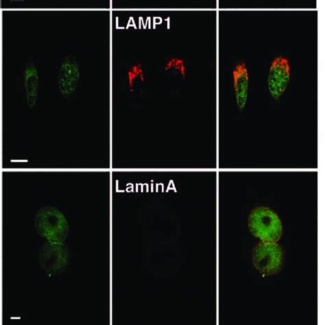 Functional domains of emerin defined in this study. Emerin is depicted... | Download Scientific ...