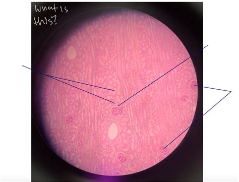 Renal Cortex Histology Diagram | Quizlet