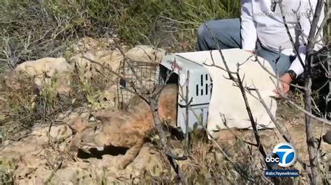 OC bobcat nursed back to health, released into wild after injury - ABC7 ...