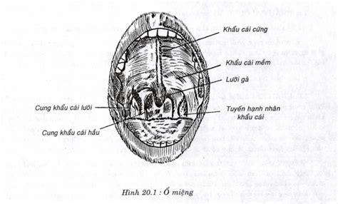 GiẢi PhẪu SỐ 20 Ổ MiỆng Y Khoa