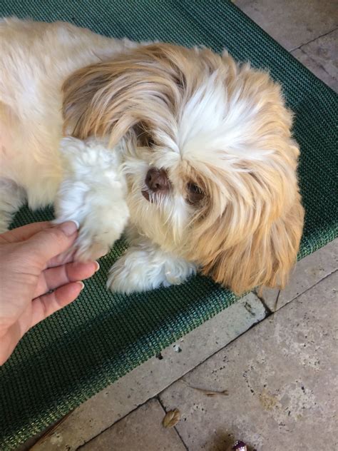 Light Brown Shih Tzu Puppies For Sale - Shih Tzu Dog