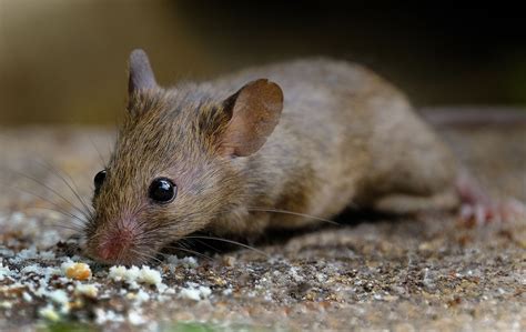 the most common types of household rodents - Pest Control