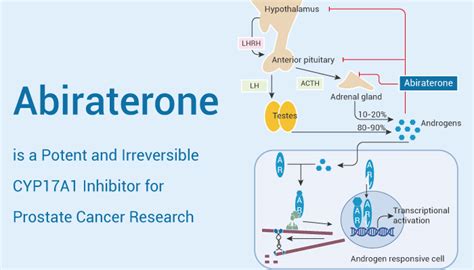 Abiraterone Is A Potent And Irreversible CYP17A1 Inhibitor For Prostate