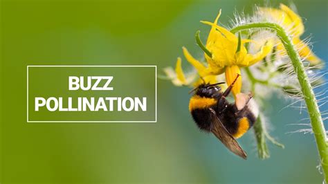 Buzz Pollination Youtube